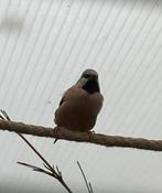 Jonge spitsstaart amadine wildkleur ongeringd, Dieren en Toebehoren, Geslacht onbekend, Tropenvogel, Geringd