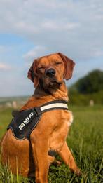 Muffin (2jr) zoekt een vriendje,  is in Nederland, Dieren en Toebehoren, Particulier, Rabiës (hondsdolheid), Reu, 1 tot 2 jaar