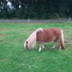 Mooie kleine maats shetlandpony te koop, Dieren en Toebehoren, Pony's, Merrie, Niet van toepassing, 0 tot 2 jaar, A pony (tot 1.17m)