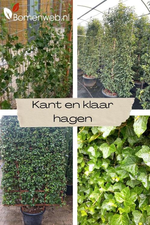 Kant en klaar haag | Hedera Schutting | Tuinafscheiding, Tuin en Terras, Planten | Struiken en Hagen, Haag, Overige soorten, 100 tot 250 cm