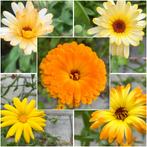 calendula/ goudsbloem zaden, Ophalen, Voorjaar, Volle zon, Zaad