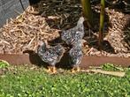 Trio wyandotte zwart wit gezoomd., Dieren en Toebehoren, Pluimvee, Meerdere dieren, Kip