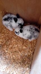 Mooie jonge konijnen, Meerdere dieren, Dwerg, 0 tot 2 jaar