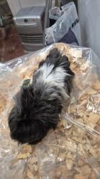 Super lieve langharige en gekruind cavia.s, Dieren en Toebehoren, November, Meerdere dieren, Cavia