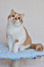 Darian – Cinnamon Carrier British Shorthair Boy (d 03), Dieren en Toebehoren, Katten en Kittens | Raskatten | Korthaar, Poes, Gechipt