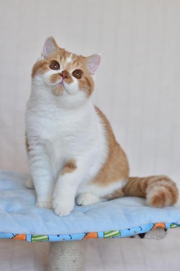 Darian – Cinnamon Carrier British Shorthair Boy (d 03) beschikbaar voor biedingen