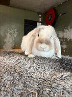 Konijnen en knaagdieren opvang, Dieren en Toebehoren, Meerdere dieren