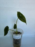 Alocasia heterophylla “dragon breath” (1), Ophalen of Verzenden, Overige soorten, Minder dan 100 cm
