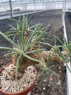 Caudex Tylecodon Wallichii Centraal Zuid Afrika potmaat 13cm, Overige soorten, Ophalen of Verzenden, In pot, Minder dan 100 cm