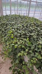 Klimop - Hedera Hibernica - vaste plant - lange rank 1,5/2m, Ophalen of Verzenden, Overige soorten, Haag, 100 tot 250 cm