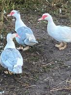 Muskes eenden, Dieren en Toebehoren, Pluimvee, Meerdere dieren, Eend
