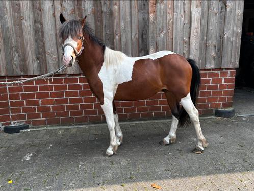 Mooie bonte 2 jarige hengst, Dieren en Toebehoren, Pony's, Hengst, Onbeleerd, D pony (1.37m tot 1.48m), Recreatiepony, 0 tot 2 jaar