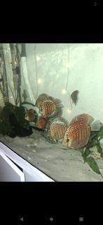 Discus vis schooltje, Dieren en Toebehoren, Vissen | Aquariumvissen, Vis, Zoetwatervis