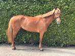 Lieve brave sport D pony manege of recreatie, Dieren en Toebehoren, Merrie, B, Recreatiepony, D pony (1.37m tot 1.48m)