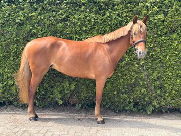 Lieve brave sport D pony manege of recreatie beschikbaar voor biedingen
