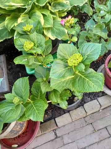 Boeren hortensia beschikbaar voor biedingen