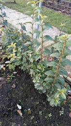 Liguster planten., Ophalen, Liguster, Minder dan 100 cm