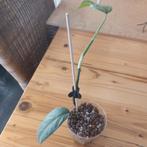 epipremnum cebu blue stek nr 60, Huis en Inrichting, Kamerplanten, Ophalen of Verzenden, Overige soorten, Minder dan 100 cm