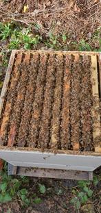 Bijenvolken te koop!, Dieren en Toebehoren, Bijen