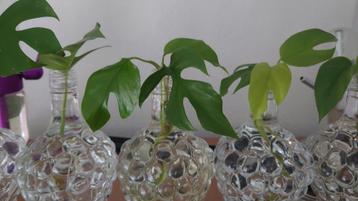 Mini monstera beschikbaar voor biedingen