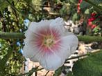 Biologische Stokroos Wit/Roze Zaden, Ophalen of Verzenden, Volle zon