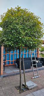 Mooie glansmispel/ Red robin, Ophalen, Halfschaduw, Bolboom, 100 tot 250 cm