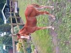 Te koop, Dieren en Toebehoren, 0 tot 2 jaar