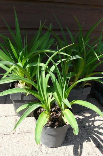 Hemerocallis  Daglelie beschikbaar voor biedingen