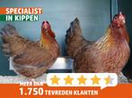 Welsumer kriel kippen | Goede leggers| kleine kippen
