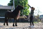 Stalling gezocht pony, Dieren en Toebehoren, Stalling en Weidegang, Weidegang