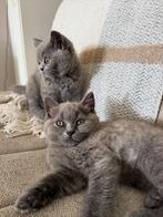 Brits Korthaar kittens, Dieren en Toebehoren, Meerdere dieren, Gechipt, 0 tot 2 jaar