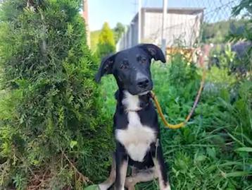 VROLIJK ONDERNEMEND ACTIEF REUTJE JOHN ZOEKT DITO BAASJE beschikbaar voor biedingen