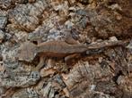 Wimpergekko
Correlophus ciliatus
Nk 2023

Man 1.0, Hagedis