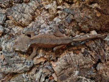 Wimpergekko
Correlophus ciliatus
Nk 2023

Man 1.0 beschikbaar voor biedingen