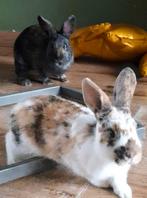 Koppeltje konijnen voedster, Dieren en Toebehoren, Konijnen, Vrouwelijk