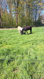 Kleinschalige pensionstal, Dieren en Toebehoren, Stalling en Weidegang