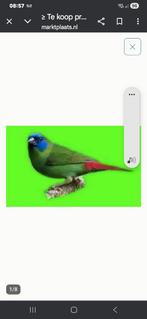 GEZOCHT driekleur papagaai amadines cinamon, Dieren en Toebehoren, Meerdere dieren