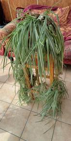 Kamerplant = Graslelie = Chlorophytum comosum ‘Variegatum’, Ophalen, Overige soorten, 100 tot 150 cm