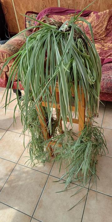 Kamerplant = Graslelie = Chlorophytum comosum ‘Variegatum’ beschikbaar voor biedingen