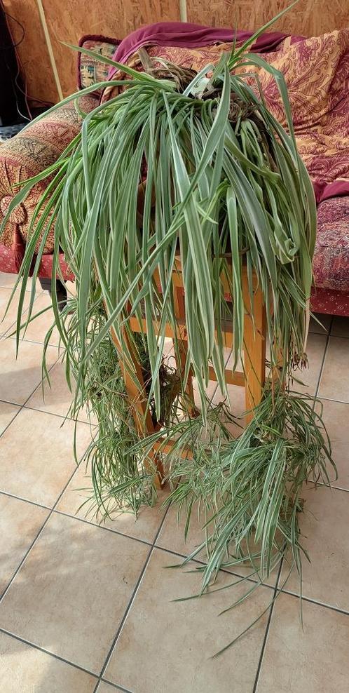 Kamerplant = Graslelie = Chlorophytum comosum ‘Variegatum’, Huis en Inrichting, Kamerplanten, Overige soorten, 100 tot 150 cm