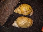 Archachatina marginata ovum albino schelp, Dieren en Toebehoren, Reptielen en Amfibieën, Slang, 0 tot 2 jaar