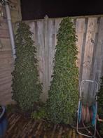 2x Portugese Laurier, Tuin en Terras, Planten | Bomen, Bloeit niet, 100 tot 250 cm, Zuilboom, Ophalen