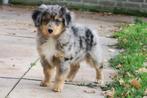 Australian Shepherd x Toller Retriever kruising pups, Dieren en Toebehoren, Honden | Herdershonden en Veedrijvers, Nederland, CDV (hondenziekte)