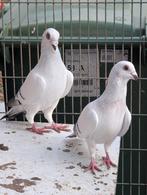 Syrische duiven koppel, Dieren en Toebehoren, Vogels | Duiven, Meerdere dieren, Overige soorten