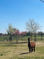 Ruwe Alpaca Wol, Ophalen, Spinwol