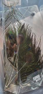 Pauwen veren kort, Ophalen of Verzenden, Zo goed als nieuw