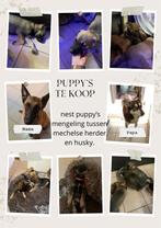 Pups te koop, Dieren en Toebehoren, Honden | Herdershonden en Veedrijvers, België, Particulier, 8 tot 15 weken, Meerdere