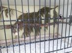 Te koop koppel spitsstaart amadine, Dieren en Toebehoren, Vogels | Overige Vogels, Meerdere dieren, Tropenvogel, Geringd