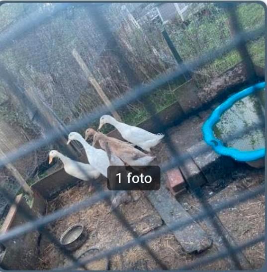 Indische loopeenden., Dieren en Toebehoren, Pluimvee, Eend, Mannelijk