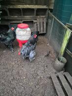 brahma kippen, Meerdere dieren, Kip